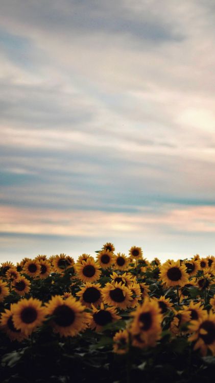 hamilton, Aesthetics, aesthetic fashion, flower, cloud