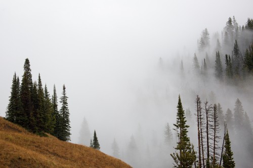 Image green trees on brown field covered with fog