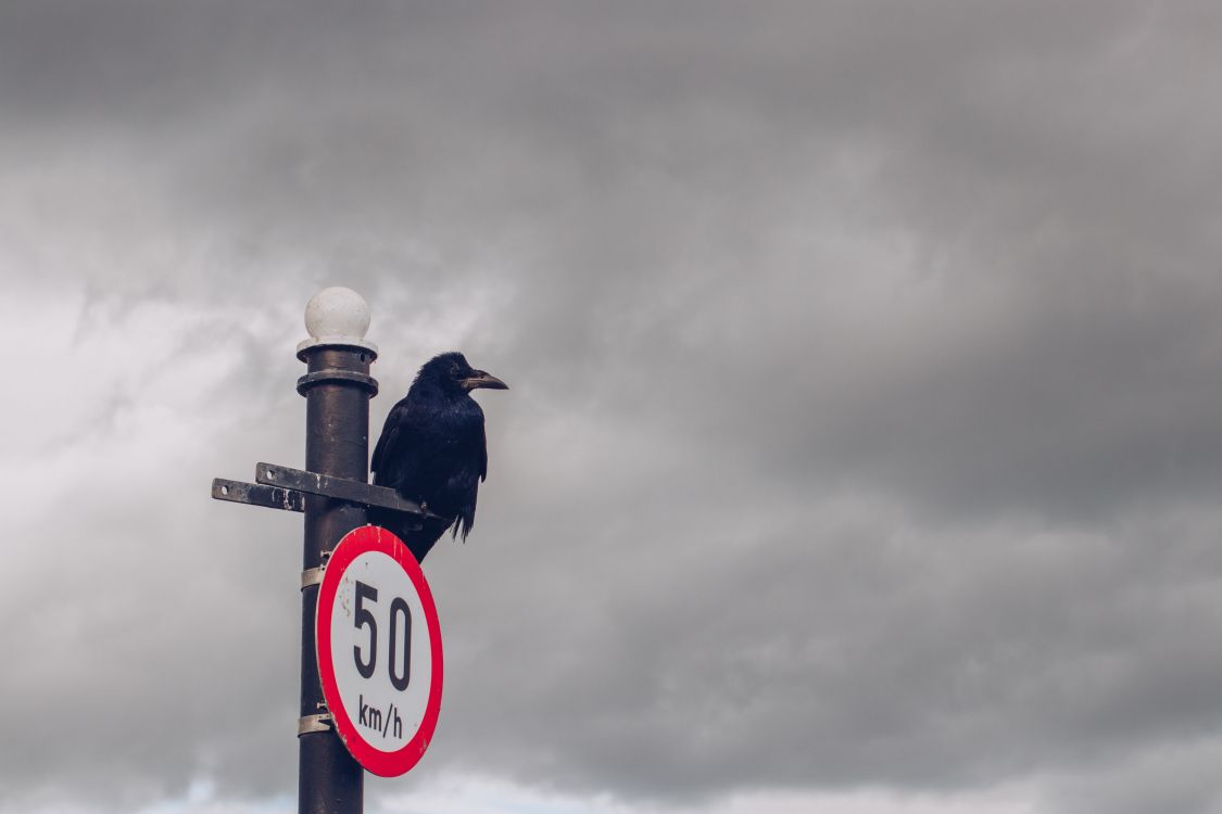Blue Bird on Blue and White Street Sign Under Cloudy Sky During Daytime. Wallpaper in 3240x2160 Resolution