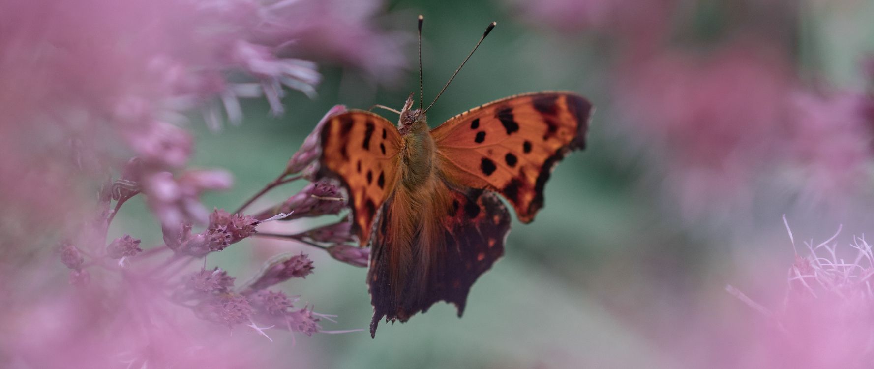 Brown and Black Butterfly on Purple Flower. Wallpaper in 2560x1080 Resolution