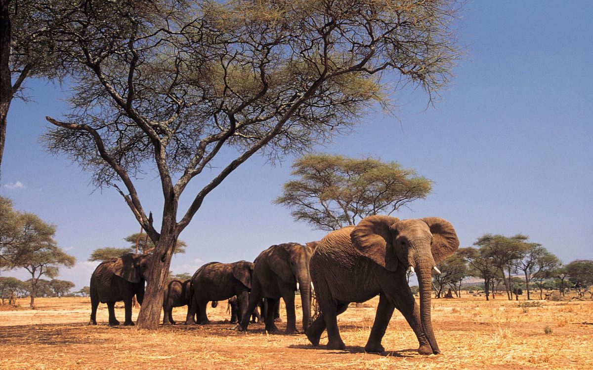 大象和猛犸象, 陆地动物, 野生动物, 非洲象, 印度大象 壁纸 2560x1600 允许