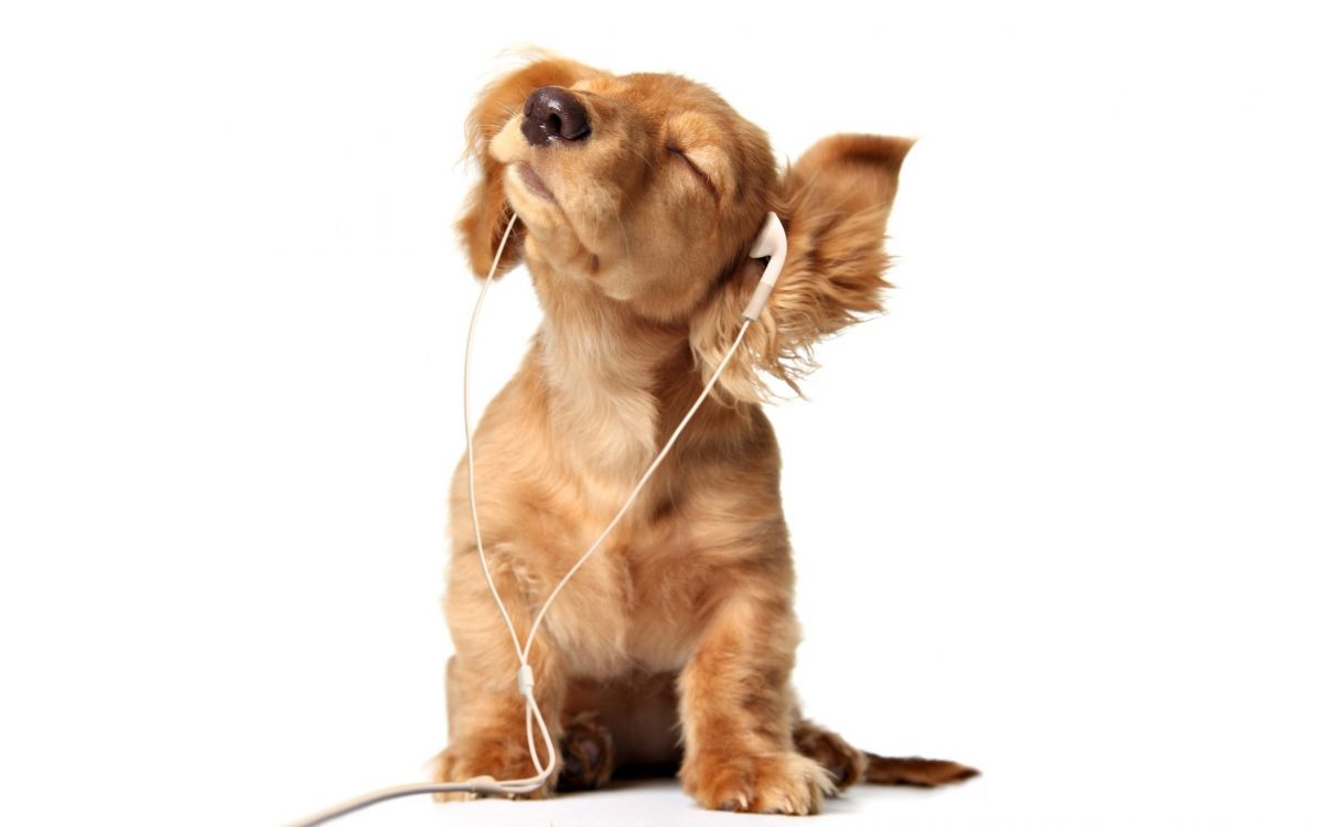 Puppy, Dog, Dog Breed, Music, Listening. Wallpaper in 2560x1600 Resolution