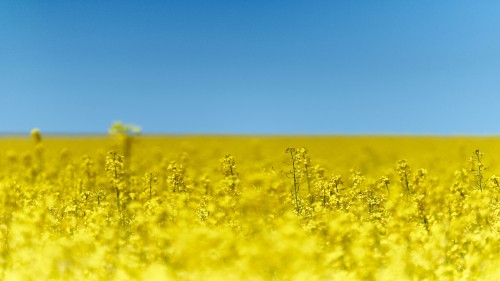 Image yellow flower field under blue sky during daytime