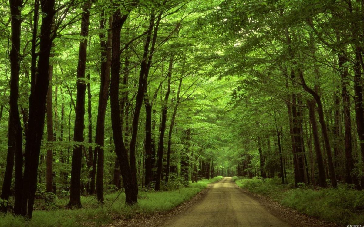 gray asphalt road between green trees during daytime