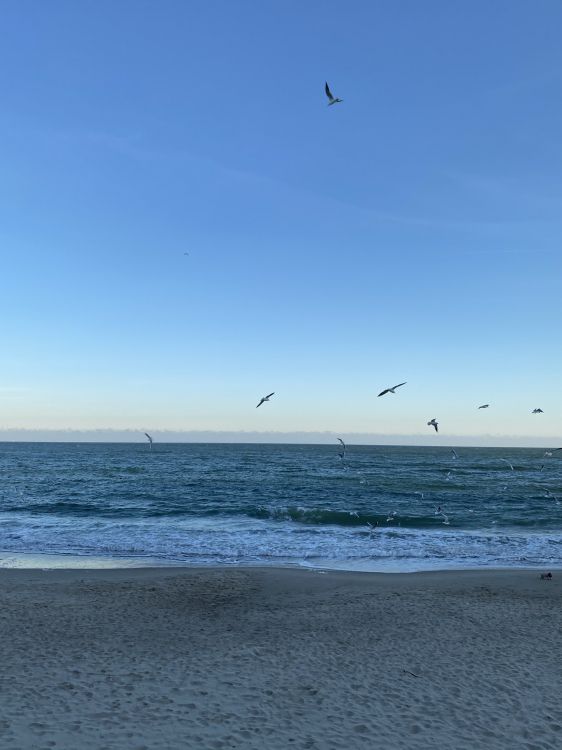 Mar, Playa, Playa de Alki, Openstreetmap, Cuerpo de Agua. Wallpaper in 1536x2048 Resolution