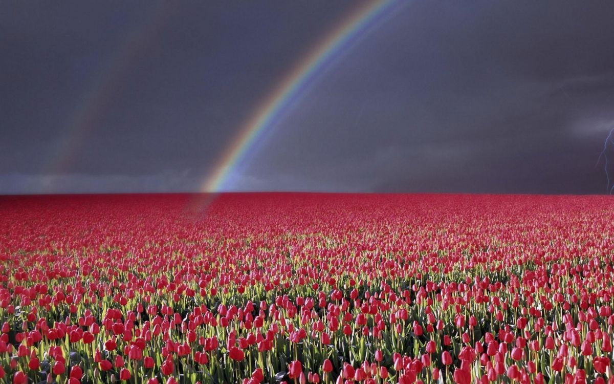 Champ de Fleurs Roses et Blanches Sous Arc-en-ciel. Wallpaper in 1920x1200 Resolution