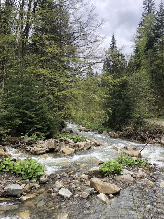 Karpaten, Wildnis, Wasser, Natürlichen Umgebung, Stream Bett. Wallpaper in 1536x2048 Resolution