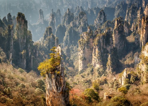 Image green and brown trees near mountain during daytime