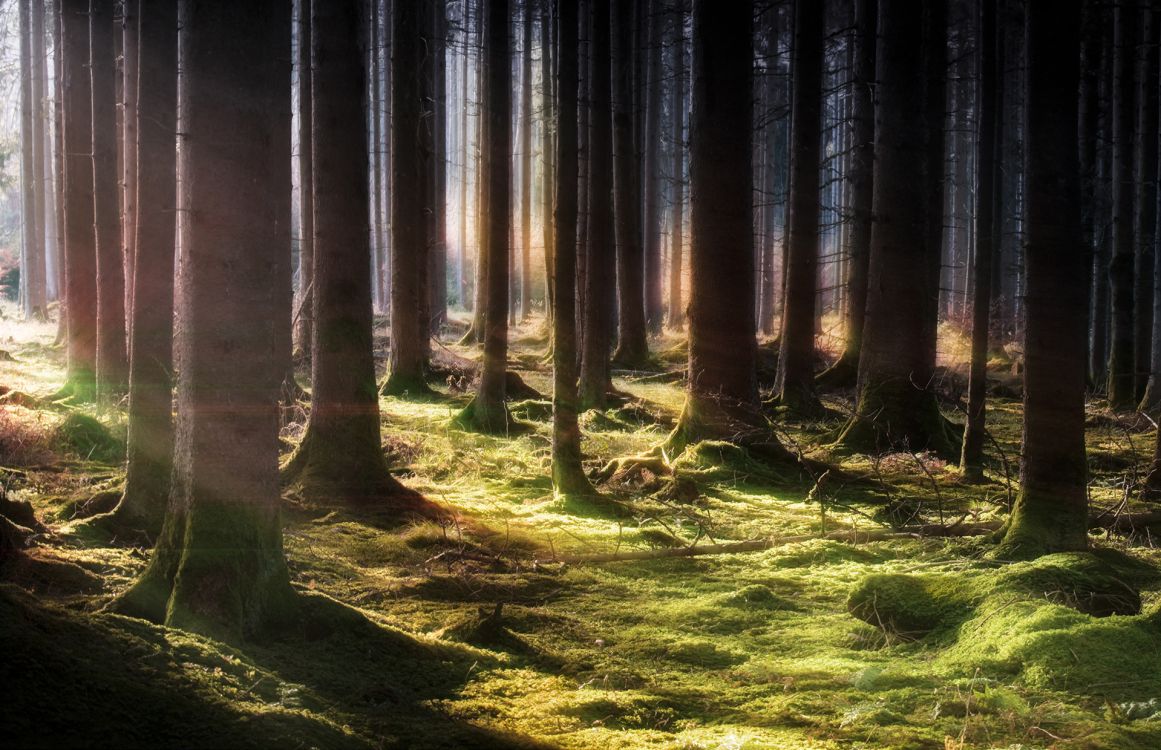 Braune Bäume Auf Grünem Grasfeld Tagsüber. Wallpaper in 1920x1240 Resolution