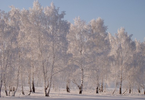 Image white trees on white snow field during daytime