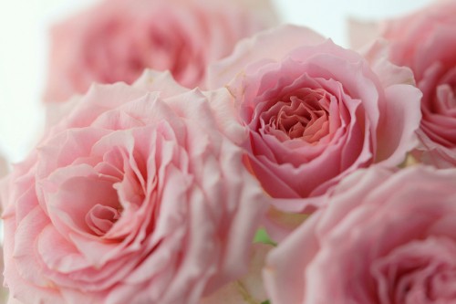 Image pink rose in close up photography