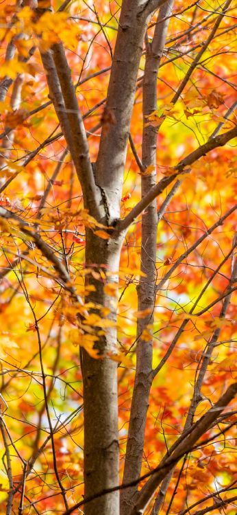 Naturlandschaft, Herbst, Natur, Branch, Laub. Wallpaper in 1080x2340 Resolution
