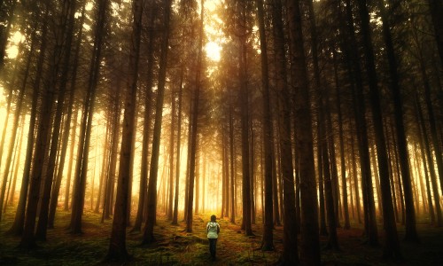 Image person in blue jacket standing in the woods during daytime