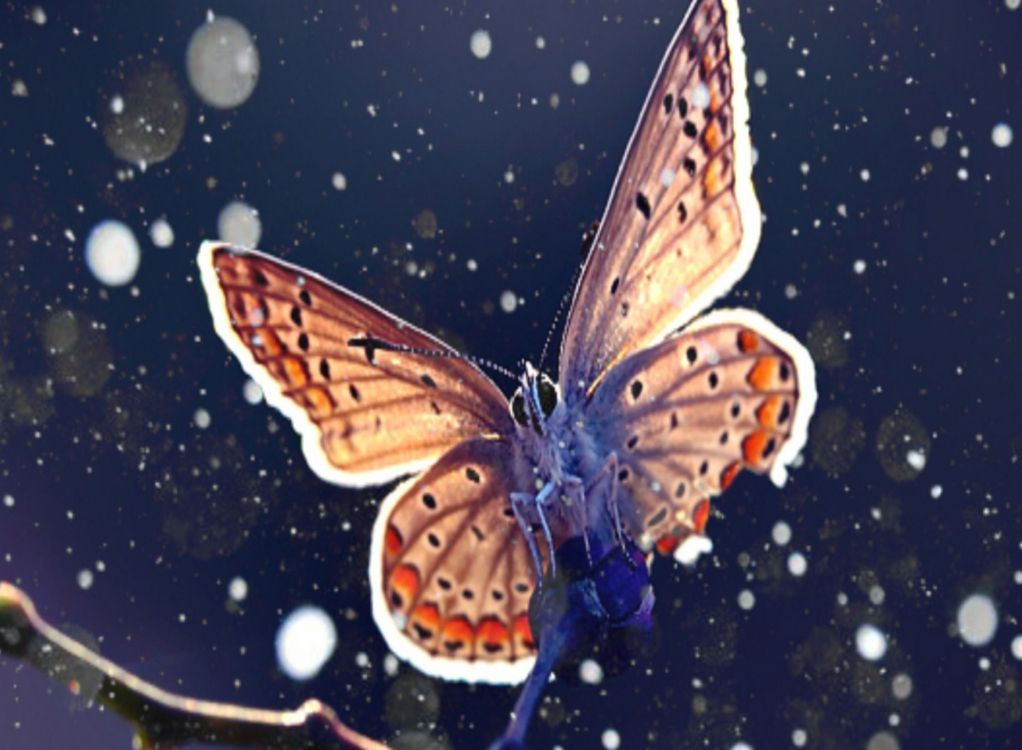 Brauner Und Schwarzer Schmetterling Auf Wasser. Wallpaper in 1920x1408 Resolution