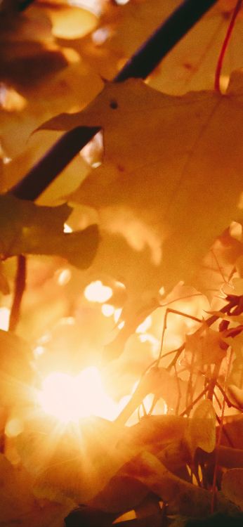 Teléfono, Manzana, Morena, Ambar, Naranja. Wallpaper in 1242x2688 Resolution