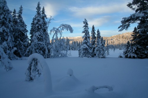 Image snow covered trees during daytime