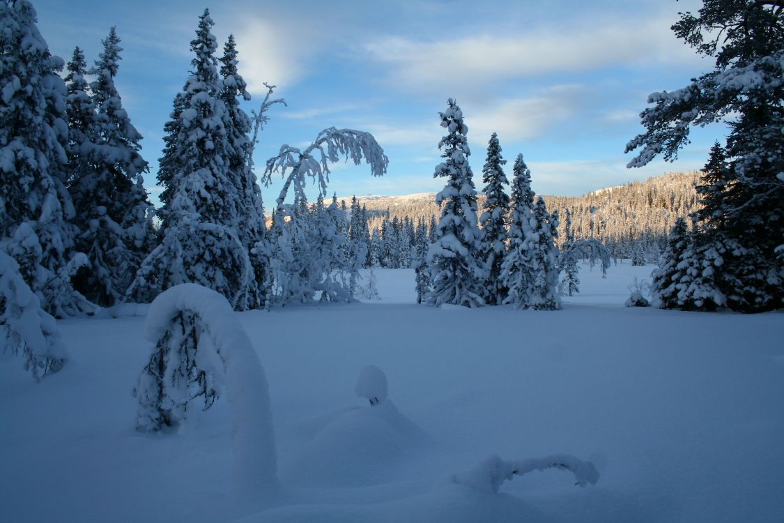 snow covered trees during daytime