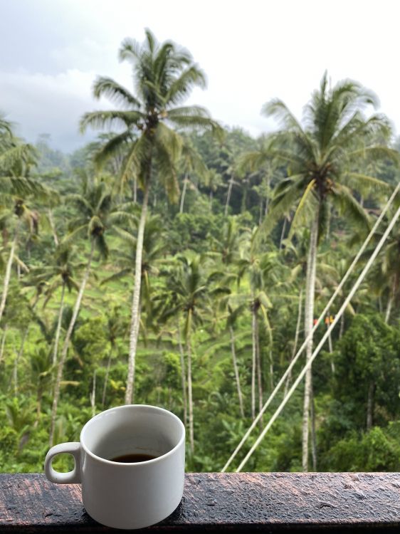 Coco, Végétation, Mesure, Tasse à Café, Verrerie. Wallpaper in 1536x2048 Resolution