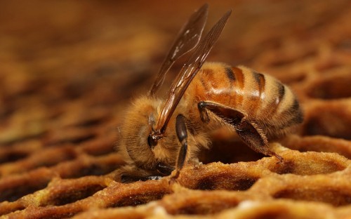 Image honey bee in close up photography