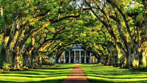 Image green and brown trees on green grass field during daytime