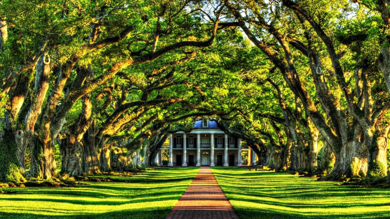 green and brown trees on green grass field during daytime