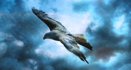 Image black bird flying under blue sky