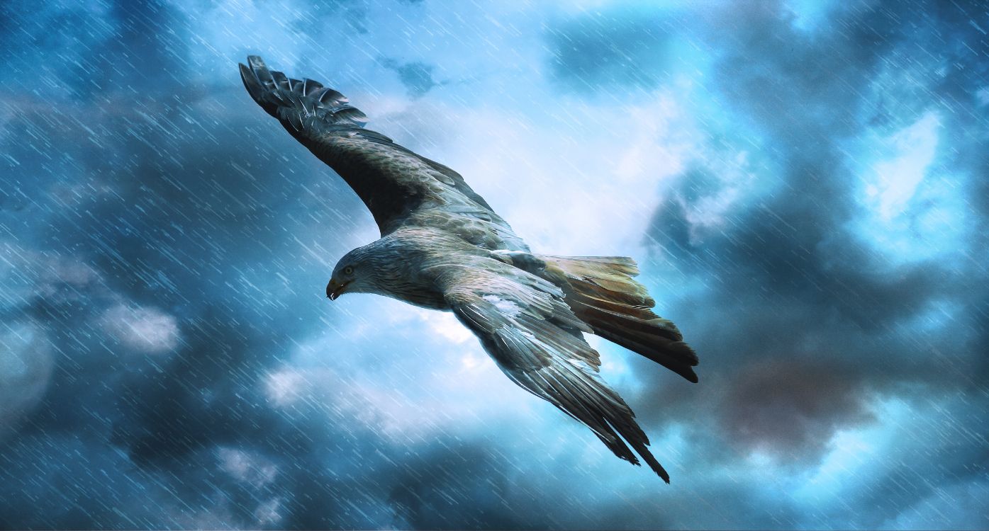 black bird flying under blue sky