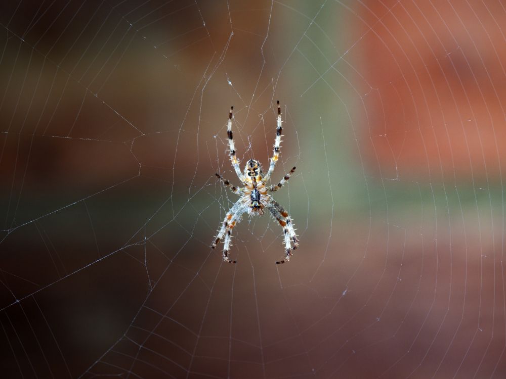 Araña Marrón y Negra en la Web en Fotografía de Cerca Durante el Día. Wallpaper in 5184x3888 Resolution