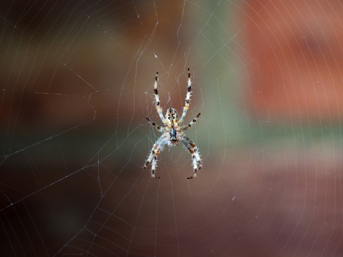 Image brown and black spider on web in close up photography during daytime