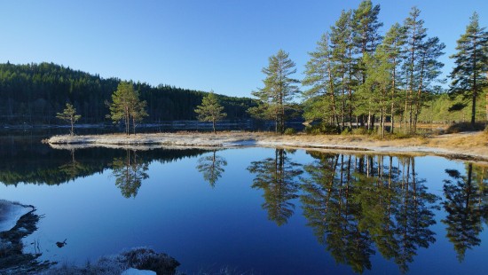 Image green trees beside body of water during daytime