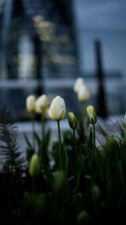Tulip, Pétalo, Paisaje Natural, Planta Terrestre, la Floración de la Planta. Wallpaper in 2160x3840 Resolution