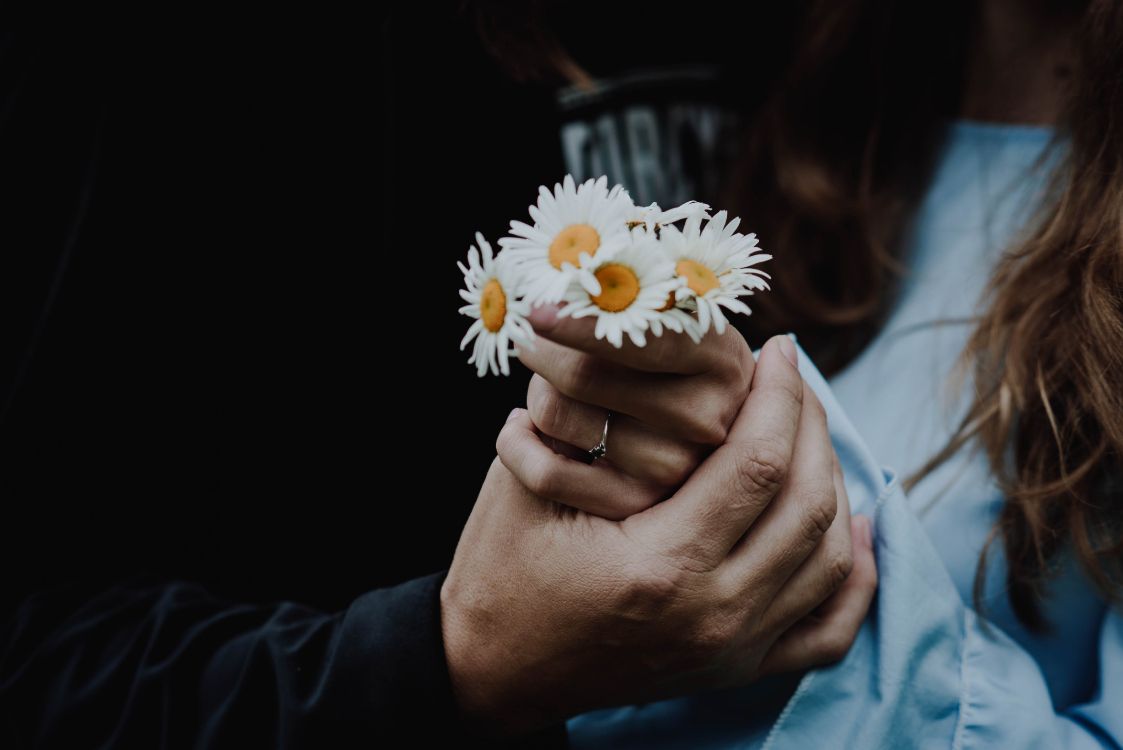 Person Holding White Daisy Flower. Wallpaper in 4600x3071 Resolution