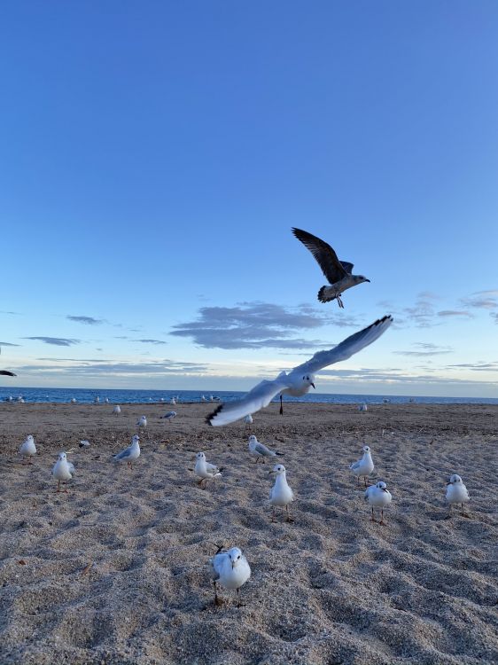 Oiseaux de Rivage, Mouette, Eau, Physique, Sciences. Wallpaper in 1536x2048 Resolution