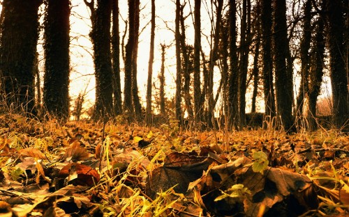 Image brown dried leaves on ground