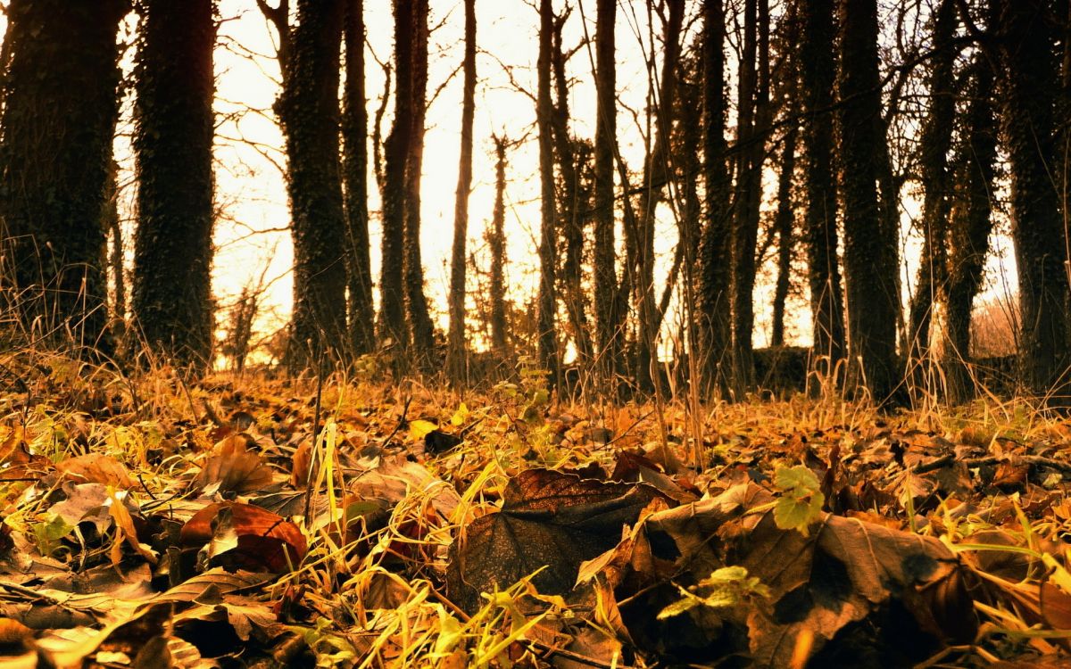 brown dried leaves on ground