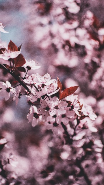 Image white and pink cherry blossom in close up photography