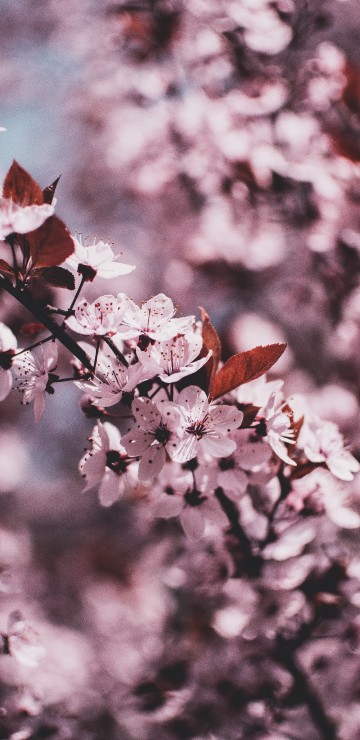 Image white and pink cherry blossom in close up photography
