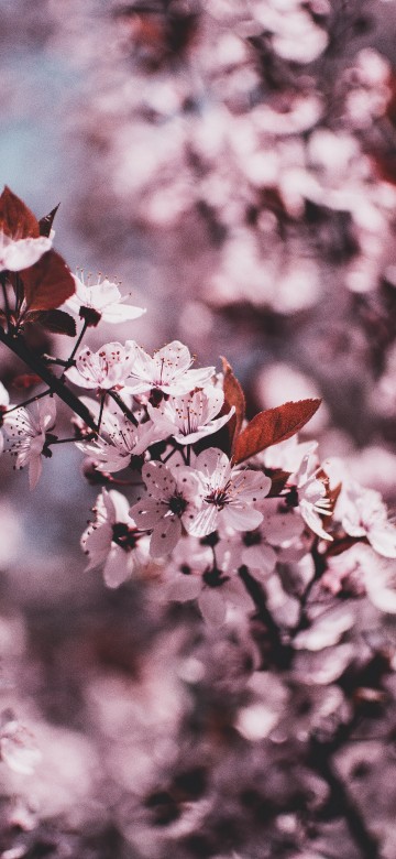 Image white and pink cherry blossom in close up photography