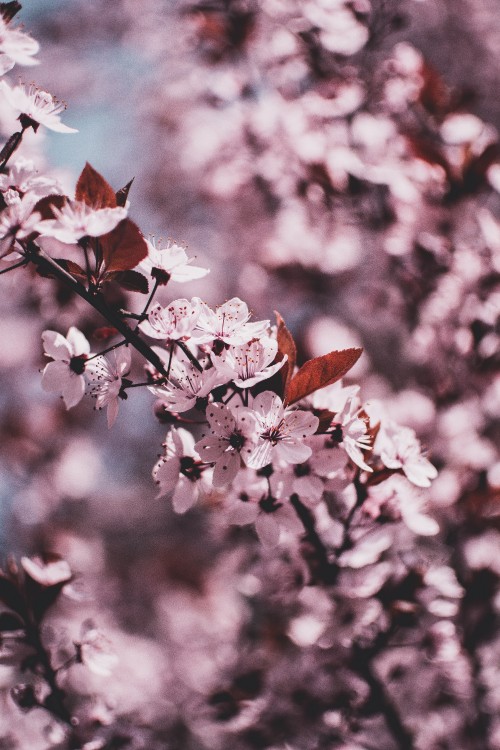 Image white and pink cherry blossom in close up photography