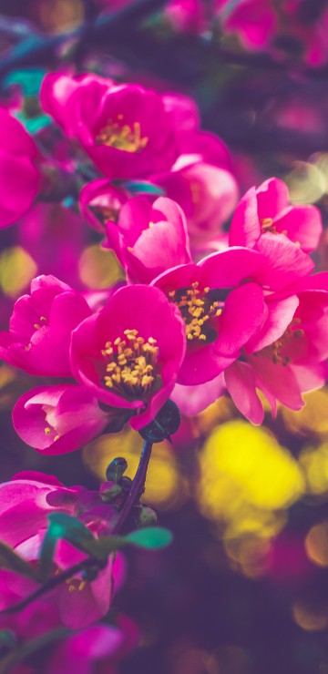 Image purple flowers in tilt shift lens