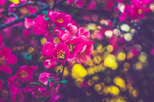 Image purple flowers in tilt shift lens