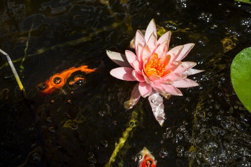 Image pink lotus flower on water