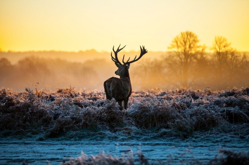 Image brown deer on blue body of water during sunset