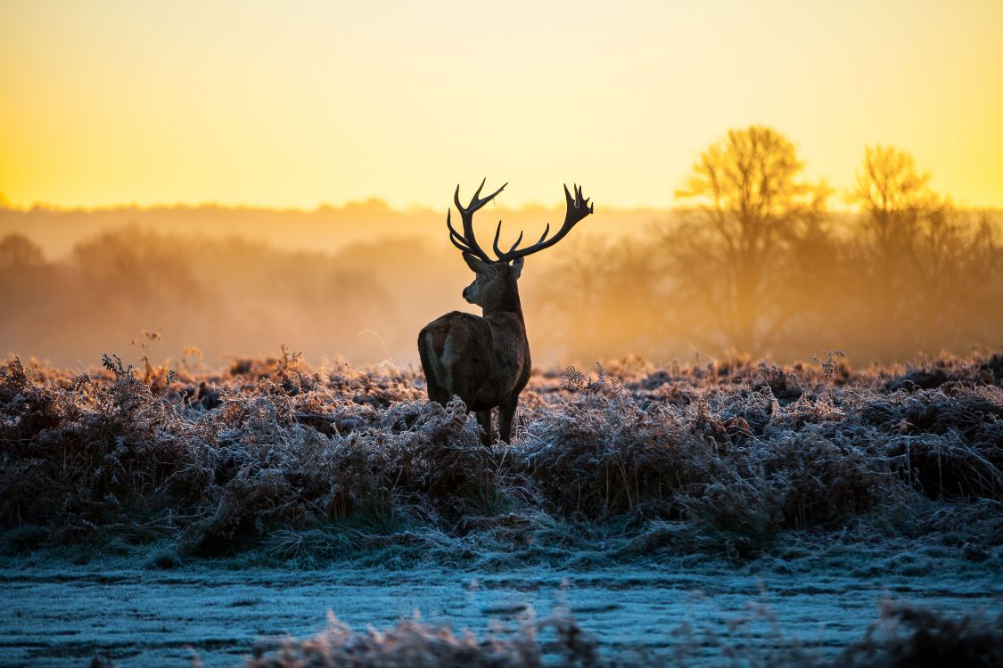 brown deer on blue body of water during sunset