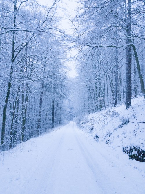 Image snow, snow road, winter, tree, nature