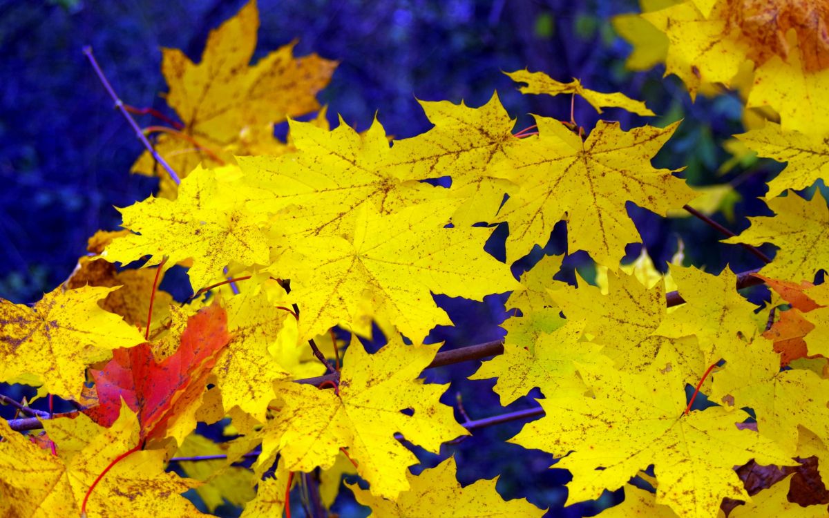 Hoja de Arce Amarilla en Fotografía de Cerca. Wallpaper in 2560x1600 Resolution