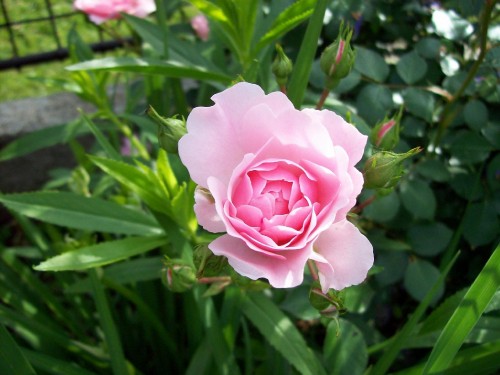 Image pink rose in bloom during daytime