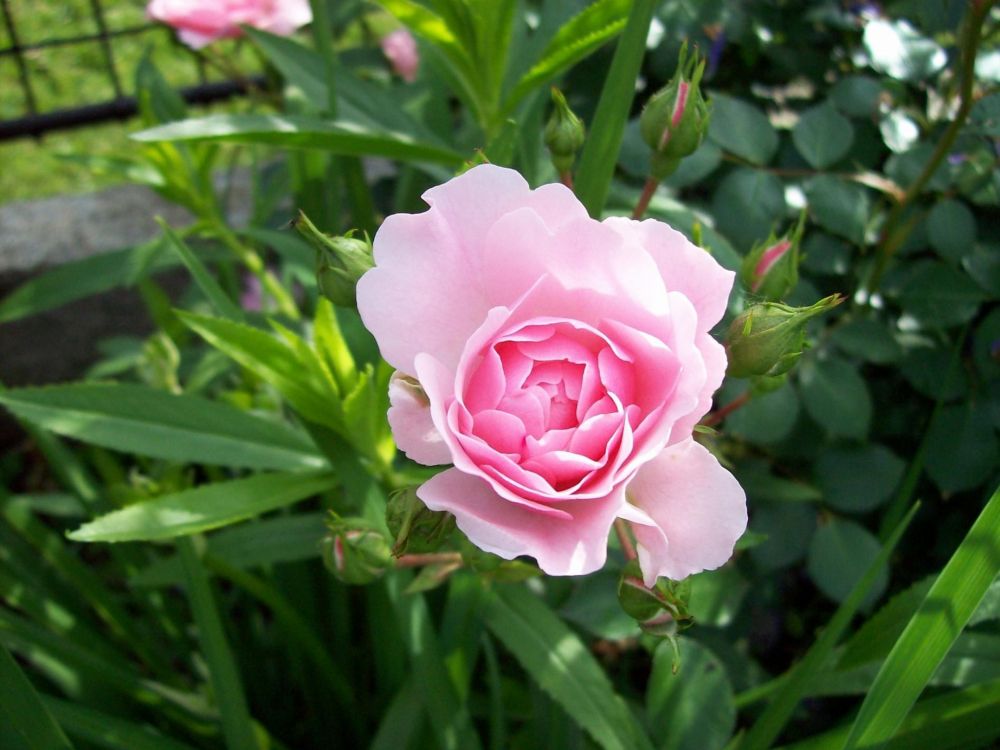 pink rose in bloom during daytime