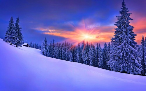 Image snow covered pine trees under blue sky during daytime