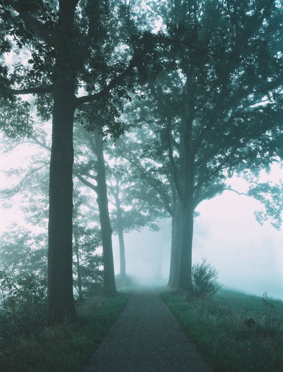 fog, nature, tree, natural landscape, green